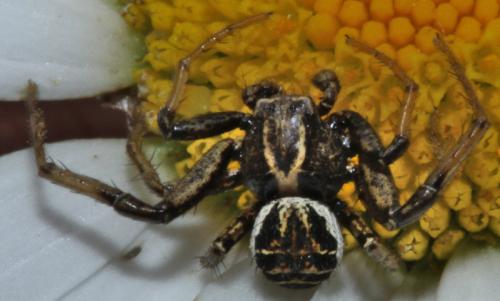 Réf. 343 646 : Xysticus sp.